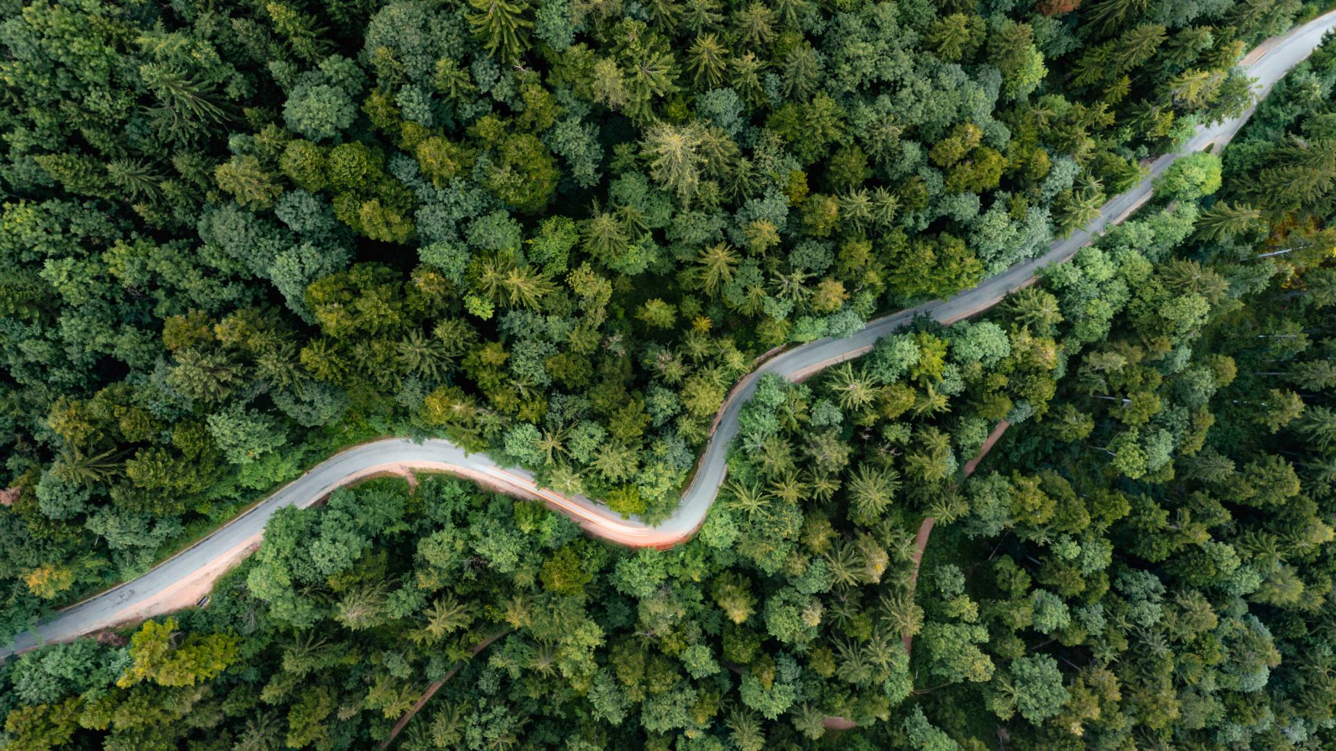 Vue aérienne d'une route sinueuse traversant une forêt dense