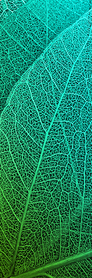 Motif décoratif de feuilles vertes et turquoise